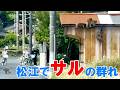 島根県松江市でサルの群れを目撃(2026年6月1日)