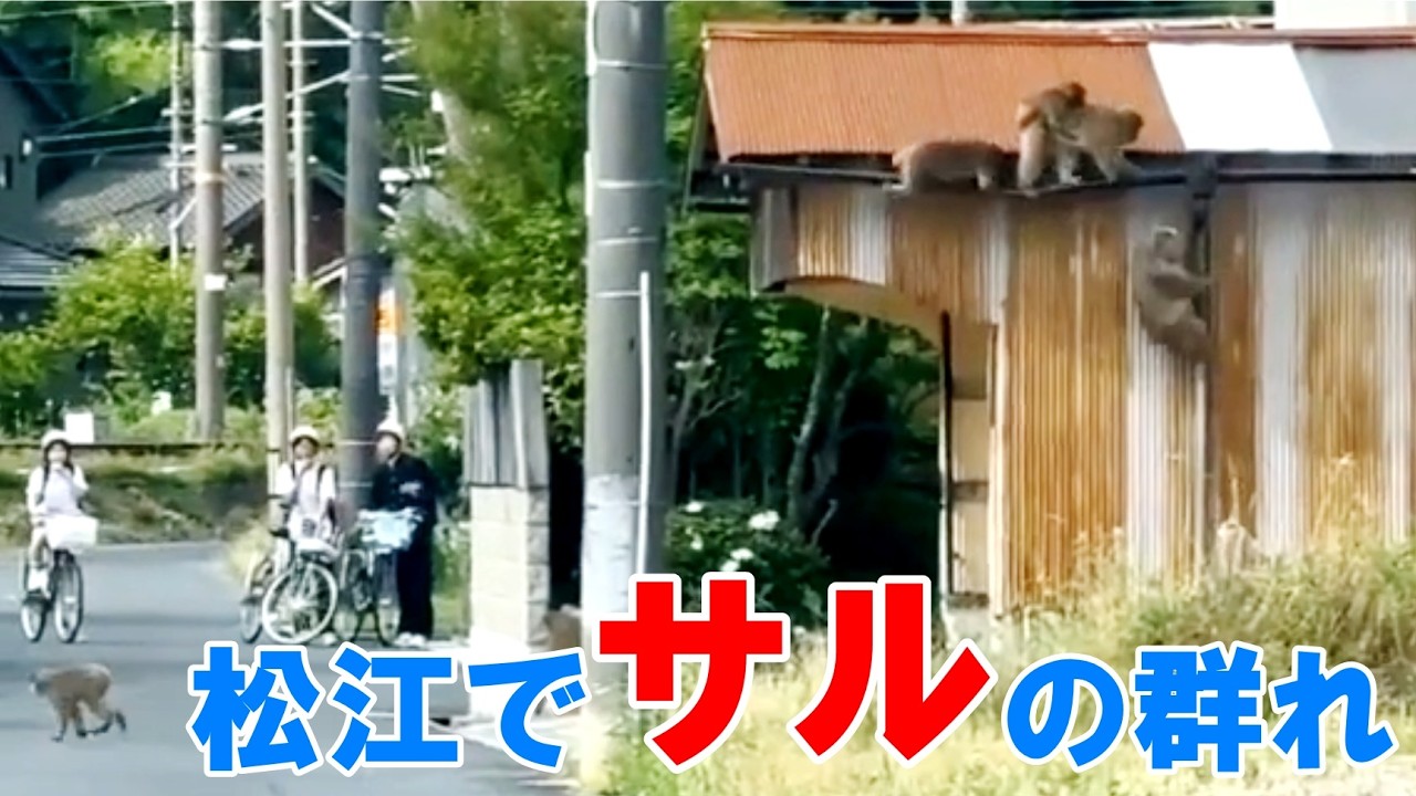 島根県松江市でサルの群れを目撃（2026年6月1日） - YouTube