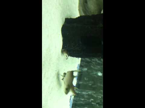 Stingray vs crab
