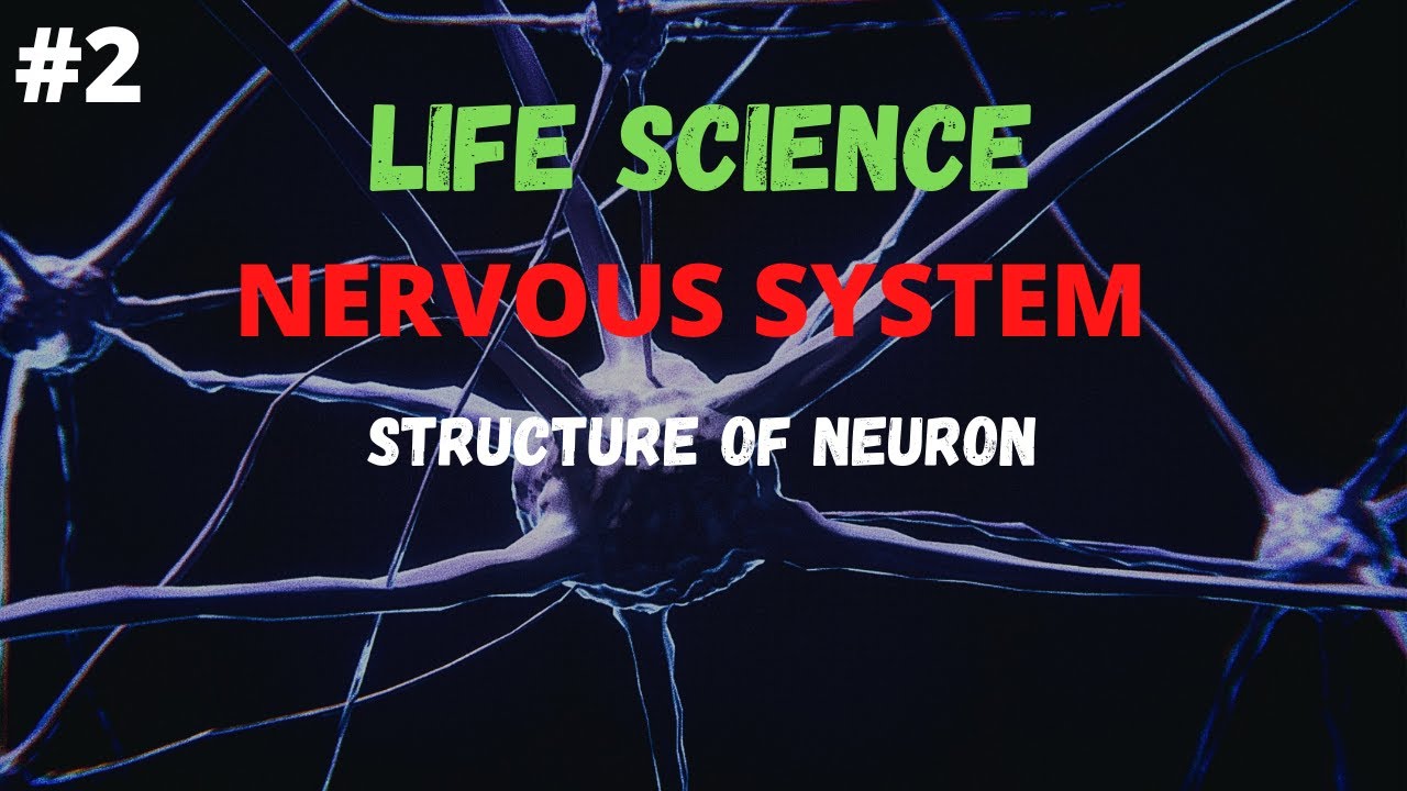 STRUCTURE OF NEURON | NERVOUS SYSTEM | LIFE SCIENCE | CHAPTER 1 | PART ...