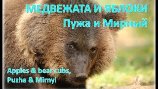 APPLES & BEAR CUBS, PUZHS & MIRNYI