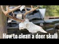 How to clean a deer skull oxi clean boil (DIY)