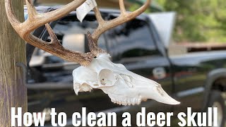 How to clean a deer skull oxi clean boil (DIY)