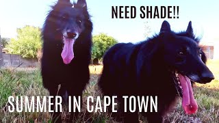 How my Belgian Sheepdogs survive the South African Summer