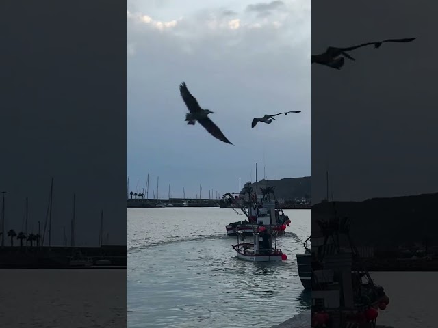 La clave esta aqui: Caso Barbate pescadores gaviotas protagonistas