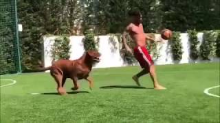 Lionel Messi's Dog vs Cristiano Ronaldo's Dog by Gone Viral 13,235 views 5 years ago 58 seconds