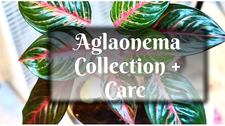 AGLAONEMA (Chinese Evergreen) CARE + COLLECTION