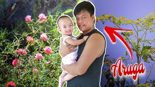 DADDY'S COOKING ; Moringa Pods with Greens and Grilled Fish @kristoffervillanueva5885