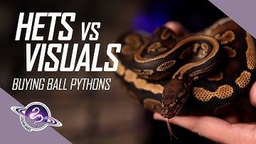 Should Ball Python Breeders Buy Visual Recessives or Hets? #ballpythons #snake #reptiles #ballpython