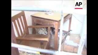 EP -  24/7/15 - 3 injured as leopard causes chaos in school