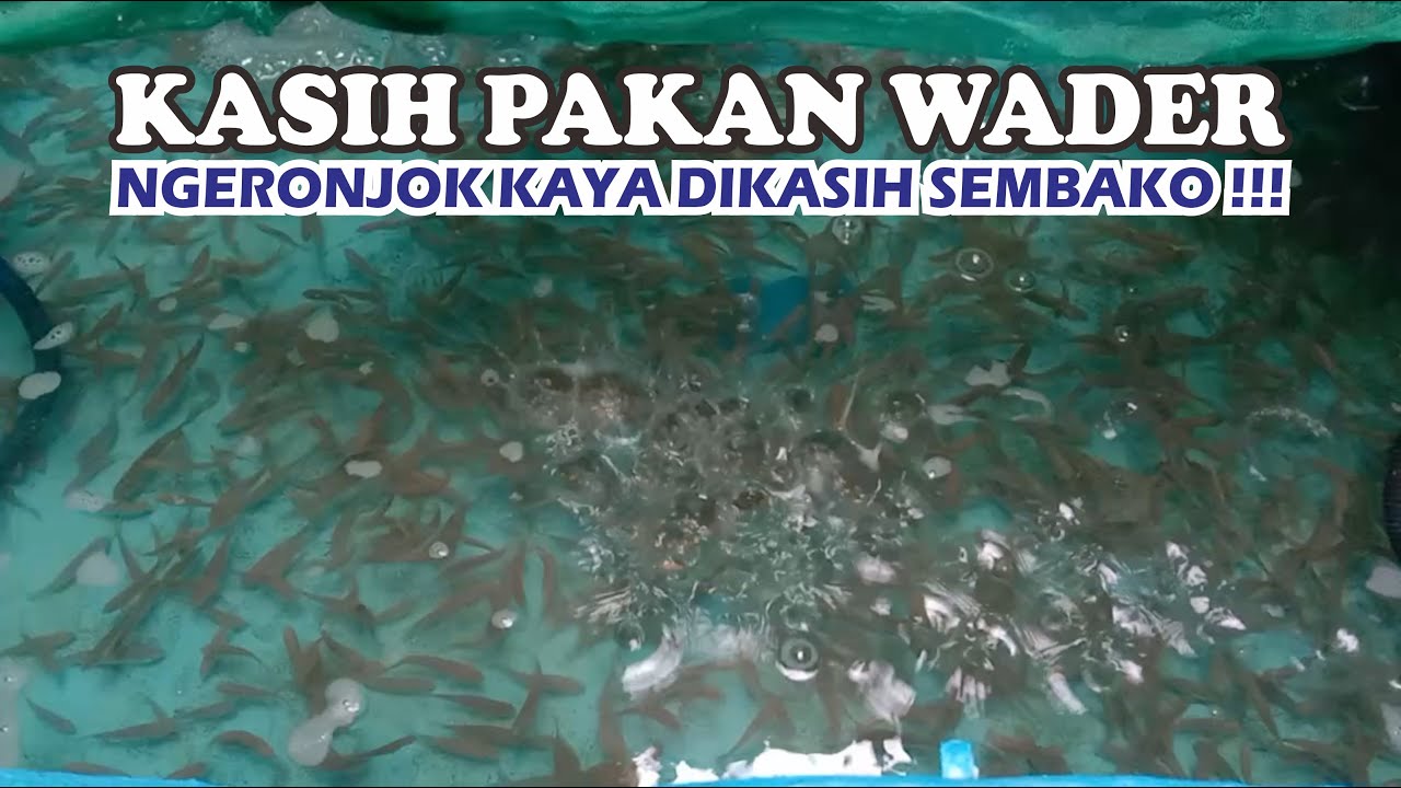 Cara kasih pakan ikan wader | Cara budidaya ikan wader 