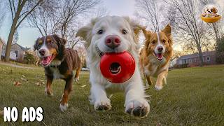 24 Hours of Dog TV for Dogs to Watch 🐶 Relaxing Videos for Home Alone Dogs 💖Dog Music 🎵 No Ads screenshot 4