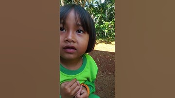 Mengenal Burung Gelatik Batu Dan Burung Sirtu #birds #shorts