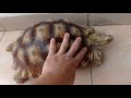 SULCATA 5CM JADI 32CM Butuh Waktu berapa lama ???