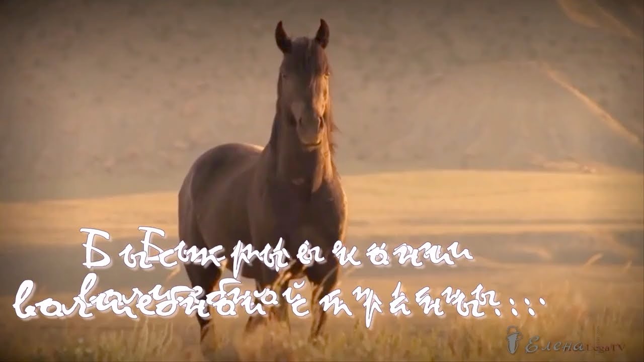 Horses song