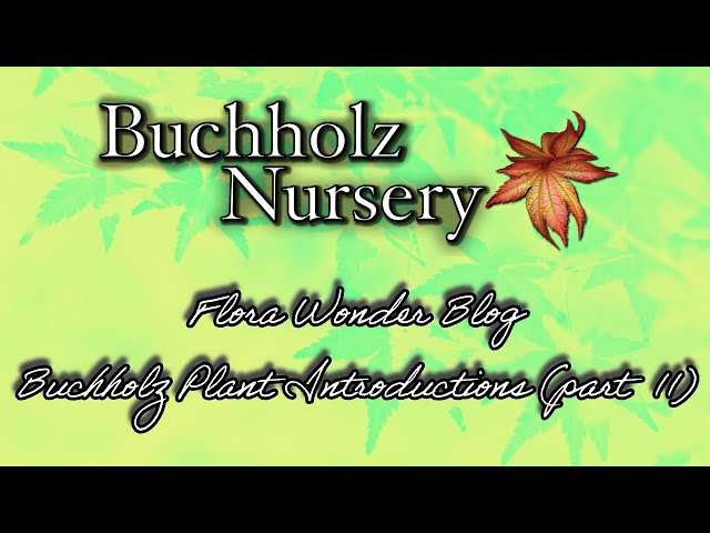Flora Wonder | Buccholz Plant Introductions (Part 11) - YouTube
