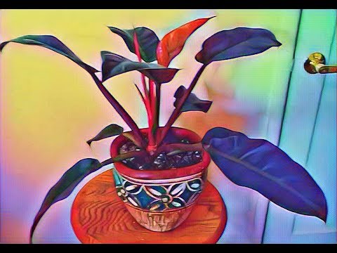 Video: Prince Of Orange Pelargoniums - Cultivo de plantas de geranio Prince Of Orange