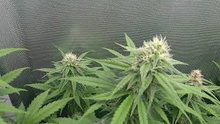 cultivo LED 25 días floración, purplekush , bubba slush , unknowkush , diesel , 4/20 gold.