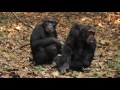 Chimps in the Mahale Mountains