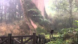 Just look at these humongous giant cedar trees at Alishan Mountain in Taiwan
