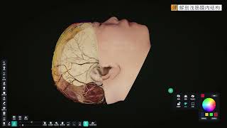 Digital Human Virtual Dissection Table: Skull Anatomy Demonstration Promotion