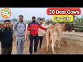 👍30 #Desi #Cows for Sale:30,000-45,000Rs👍Desi Cows available Handa Dairy Farm (88138 54754)👍