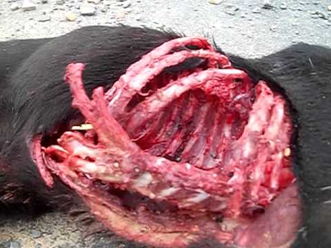 Cão, Sangue e Urubus - 100_5969.AVI - YouTube