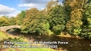 Fishy Goings On At Stainforth Force