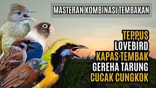 Download Lagu MASTERAN KOMBINASI MEWAH BESETAN CUNGKOK GEREJA TARUNG, TEPPUS, KAPAS TEMBAK, LOVEBIRD MP3 Download Lagu MASTERAN KOMBINASI MEWAH BESETAN CUNGKOK GEREJA TARUNG, TEPPUS, KAPAS TEMBAK, LOVEBIRD MP3