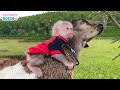 Unique way to train baby monkey and goat