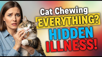 Cat Chewing Everything? It’s NOT Bad Behavior – Hidden Illness Revealed! 😿