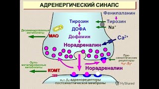 1 №12 АДРЕНЕРГИЧЕСКИЙ СИНАПС