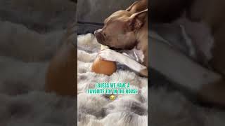 Slumber Pawties | Doggy BNB