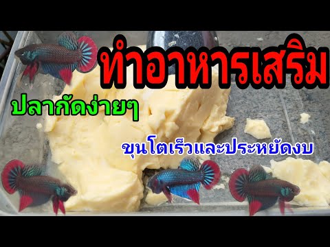 วิธีทำอาหารเสริมปลากัดง่ายๆ ปลาชอบกินขุนโตเร็ว ประหยัดงบ
