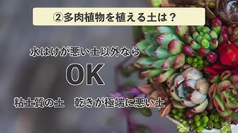 多肉植物名称 Youtube
