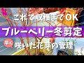 【今年は暖冬で異変⁉️】ブルーベリーの冬剪定はこれでOK!