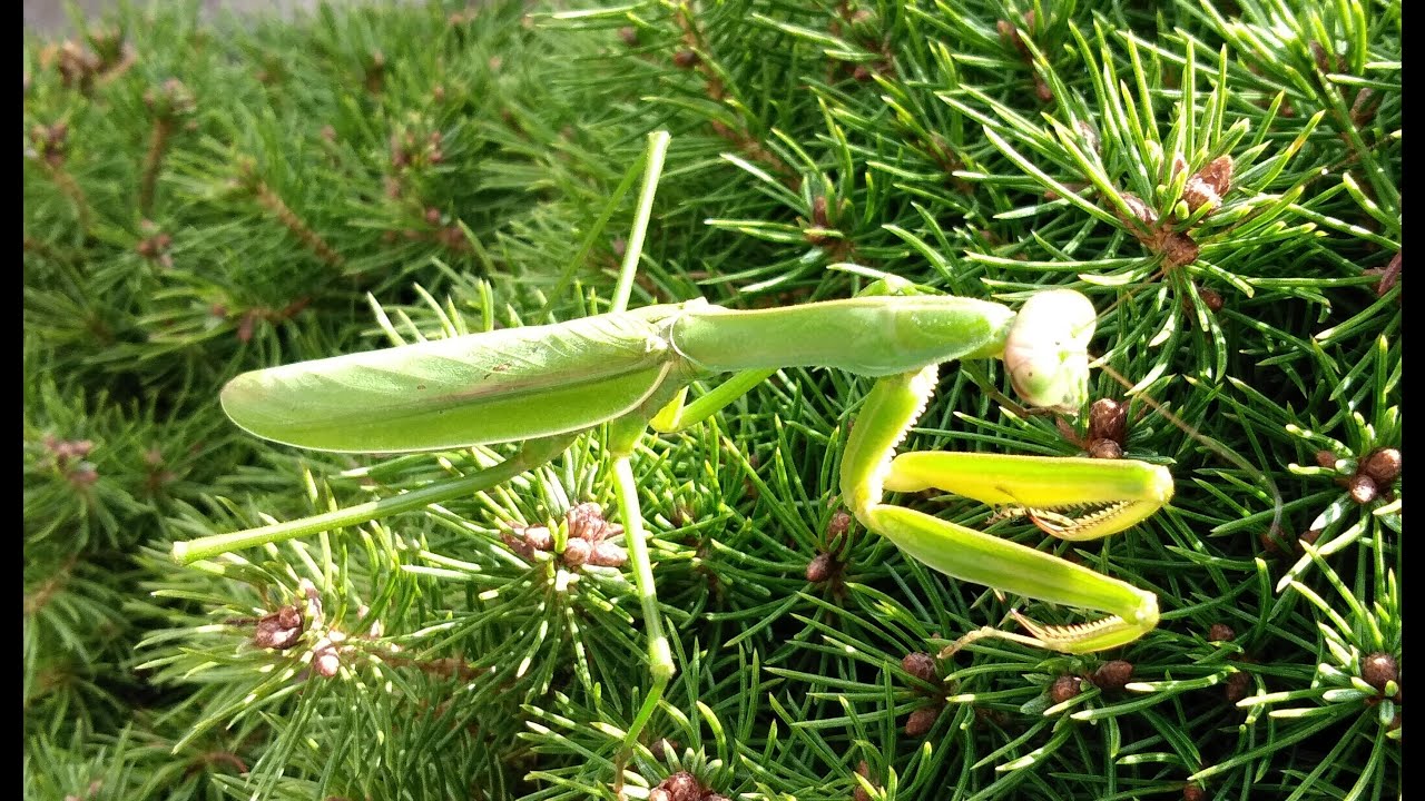 Praying Mantis -  Relaxing Music