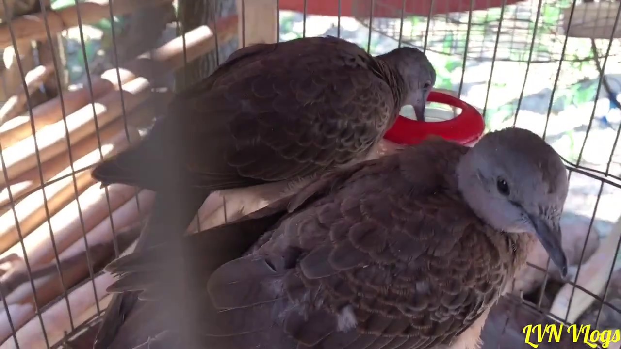 Cu gáy 1 tháng tuổi đẹp cục phê 😊😊