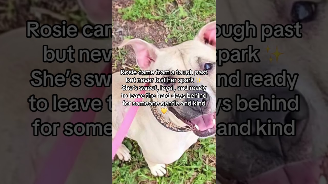 Rosie: Loving Black Mouth Cur in need of a forever home