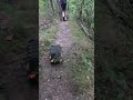 Rc Crawlers Richtung Gegensteine , hier wird es sehr schmal ☠️