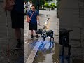 Heartwarming&amp;Tech: This smart guide dog just saved its owner from a huge puddle❤️ #ai #accessibility