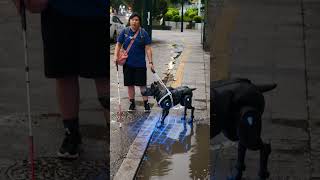 Heartwarming&Tech: This smart guide dog just saved its owner from a huge puddle❤️ #ai #accessibility