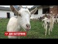 Переселенка з Донбасу та жителька Львівщини заснували козячу ферму, де роблять сири