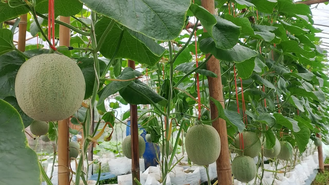 ปลูกเมล่อนหน้าฝน ลูกเริ่มแตกลายแล้ว อัปเดตล่าสุด🍈