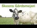 Modern Farm With Ancient Breed | S1 • E1 | Great Farms of Sweden