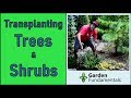 Transplanting Trees and Shrubs 🌲🌳🍁 Using new trick and best time of year