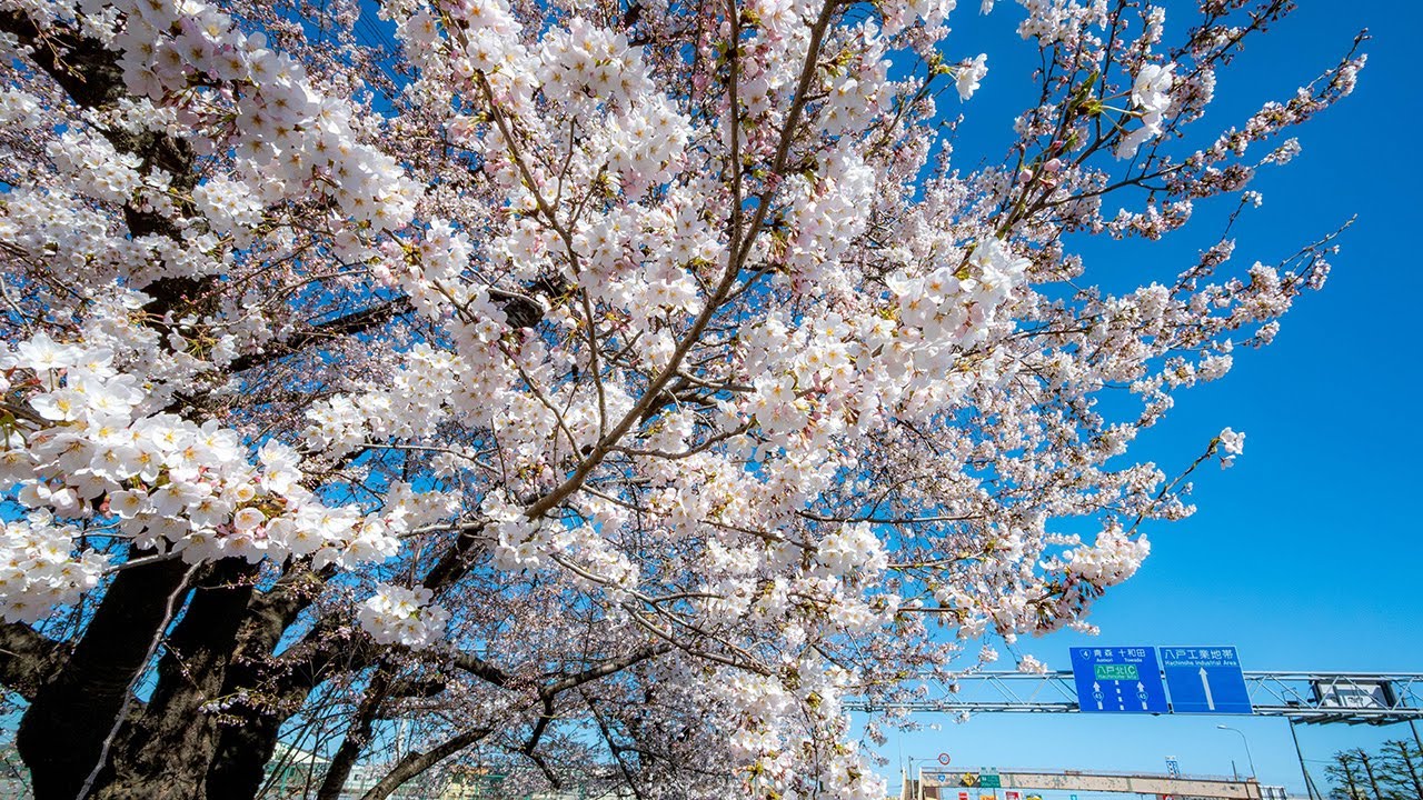 早咲きの桜 青空に映え　日当たり良好、八戸工高テニスコート脇(2025/04/17)
