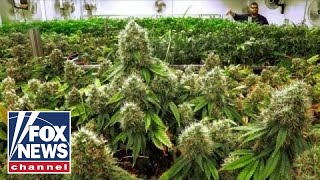 Good idea for companies to drop drug tests for marijuana