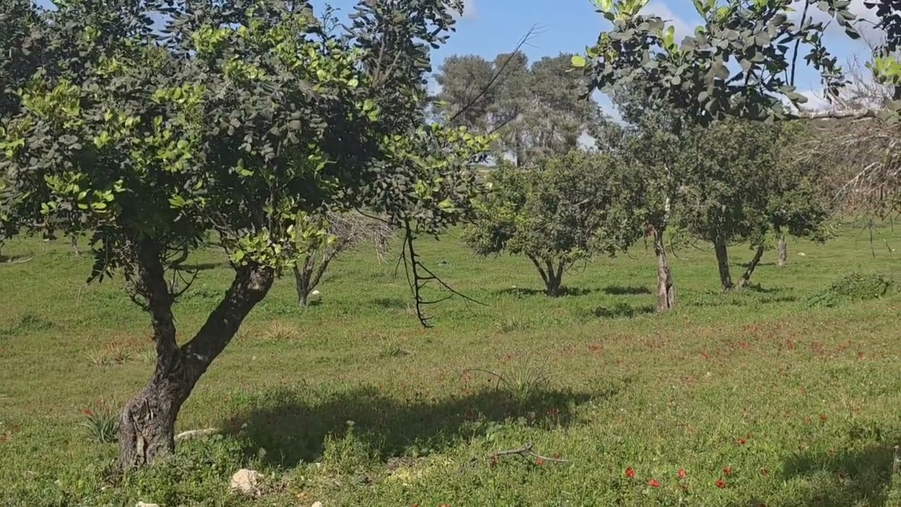 Walking nature slowly