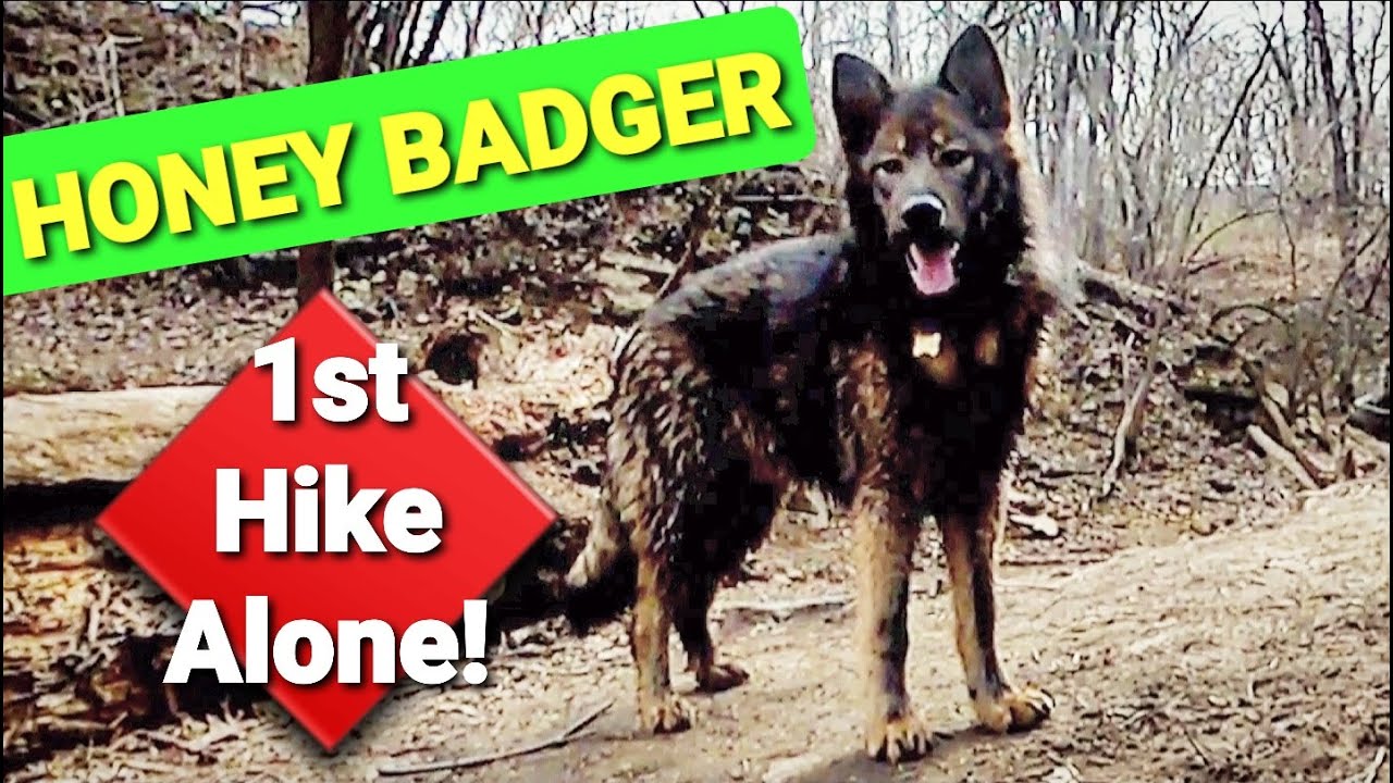 Honey Badger's 1st Hike Alone!! - How Does She Do?